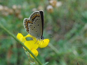 Bläuling auf gelber Blüte 1 Bläuling auf gelber Blüte 1