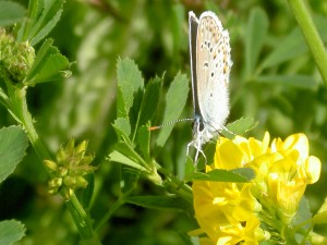 Bläuling auf gelber Blüte 2 Bläuling auf gelber Blüte 2