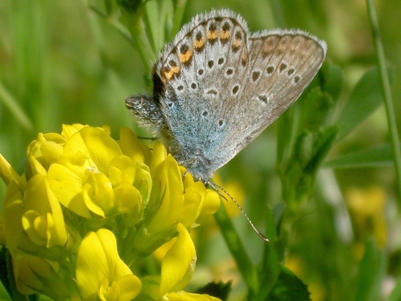 Bläuling auf gelber Blüte 3