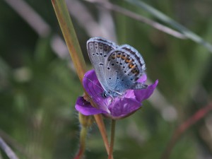 Bläuling auf Sommerblüte Bläuling auf Sommerblüte