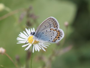 Bläuling auf Wiesenblume Bläuling auf Wiesenblume