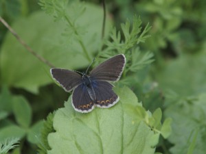 Bläuling Oberseite Weibchen Bläuling Oberseite Weibchen