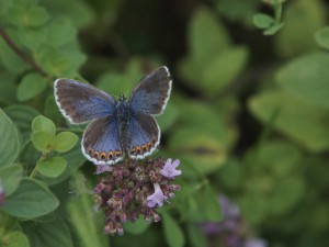 Bläuling Weibchen Bläuling Weibchen