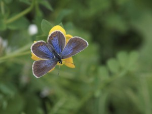 Bläuling Weibchen mit offenen Flügeln Bläuling Weibchen mit offenen Flügeln