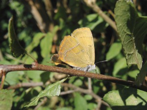 Nierenfleck-Zipfelfalter auf Zweig Nierenfleck-Zipfelfalter auf Zweig