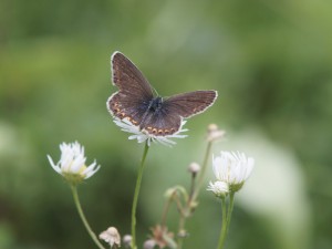 Weiblicher Bläuling auf weißer Blüte Weiblicher Bläuling auf weißer Blüte