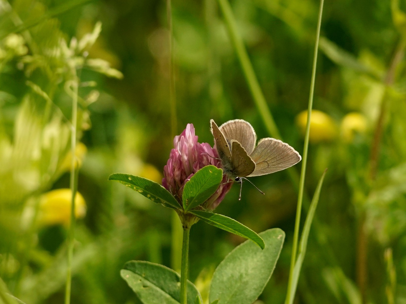 Wiesenknopf-Ameisenbläuling in der Sommerwiese