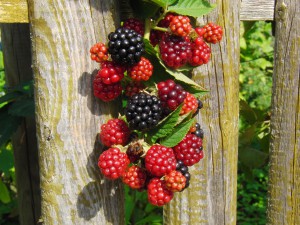 Brombeeren am Zaun