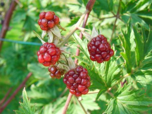 Rote Brombeeren im Garten