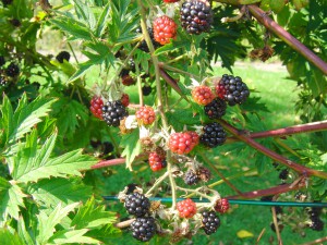 Brombeeren im Garten