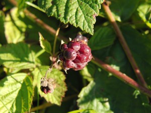 Kleine wilde Brombeere