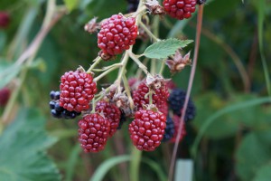 Rote Brombeeren 1