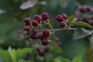 Rote Brombeeren 2