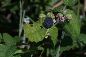 Wilde Brombeere