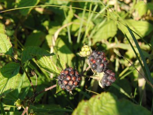 Wilde reife Brombeeren