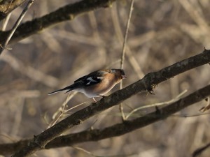 Buchfink schaut nach
