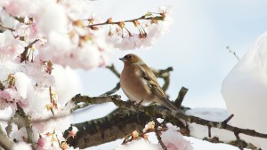Buchfink staunt über den Schnee