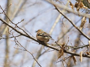 Nettes Kerlchen beim Twittern (Buchfink)