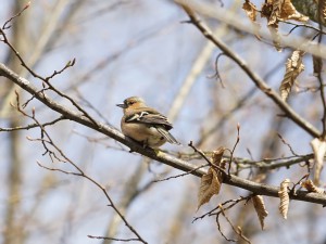 Nettes Kerlchen (Buchfink)