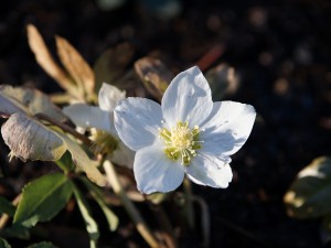 Christrosenblüte Januar 2020 Christrosenblüte Januar 2020