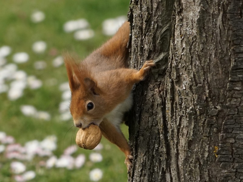 Nicht ohne meine Nuss