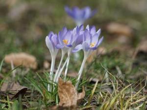 Die Elefenkrokusse sind da Die Elefenkrokusse sind da