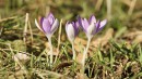 Drei sch&ouml;ne Elfenkrokusse in der Wiese