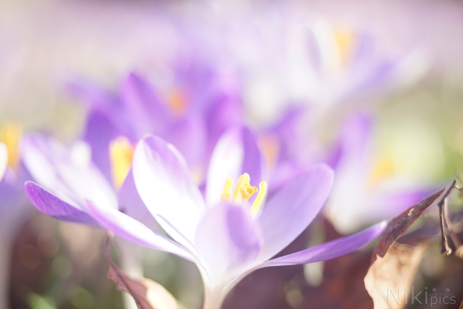 Elfengruß im Vorfrühling