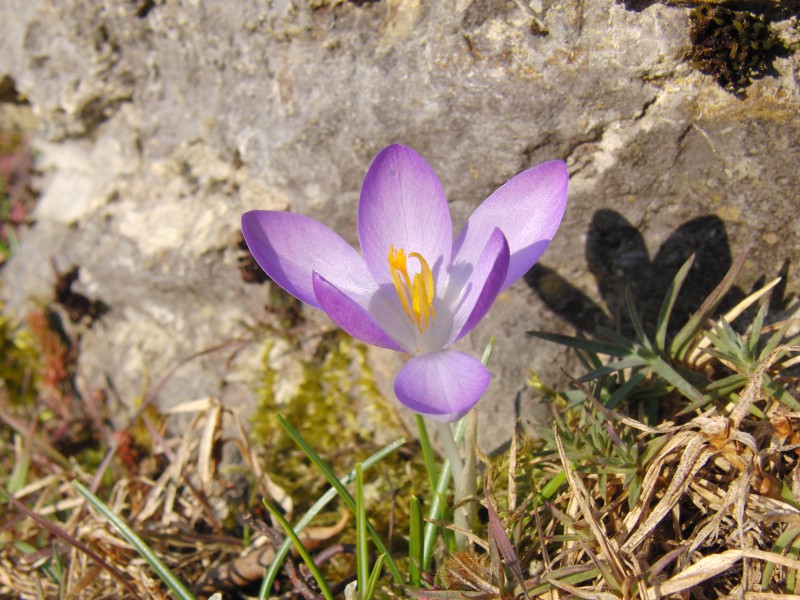 Elfenkrokus vor Stein 1