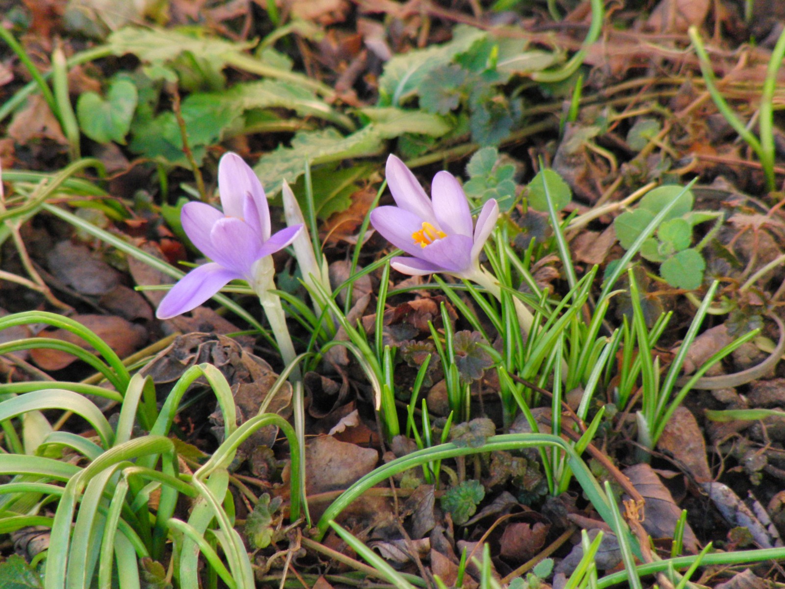 Elfenkrokusse 2 Elfenkrokusse 2