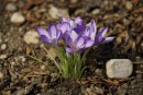 Elfenkrokusse mit Stein