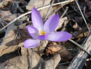 Fliederblauer Krokus 1