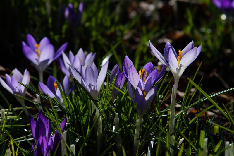 Frühlingselfen-Krokusgruppe