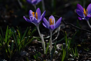 Frühlingselfen-Krokuspaar Frühlingselfen-Krokuspaar