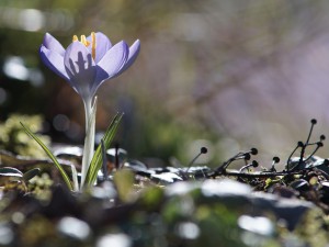 Frühlingserwachen des Elfenkrokus Frühlingserwachen des Elfenkrokus