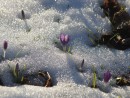 Lila Krokus im Schnee