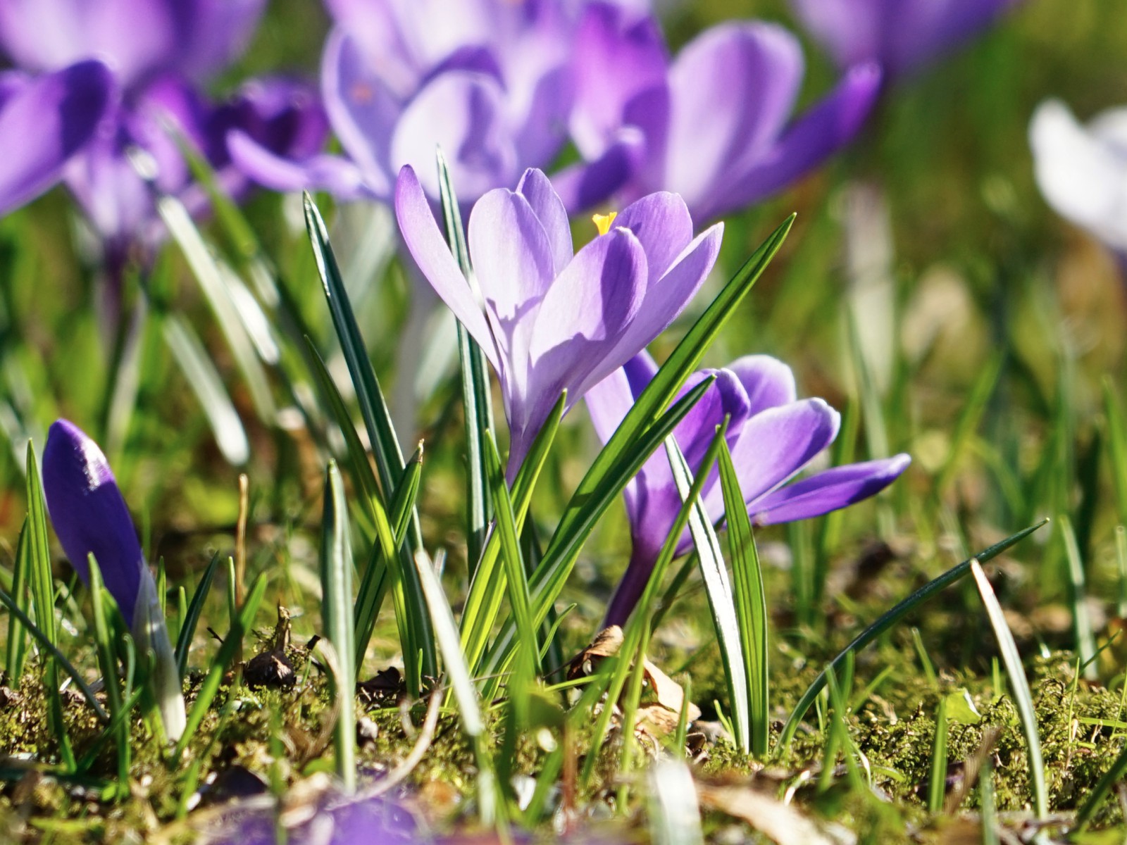 Strahlende Frühlingsboten Strahlende Frühlingsboten