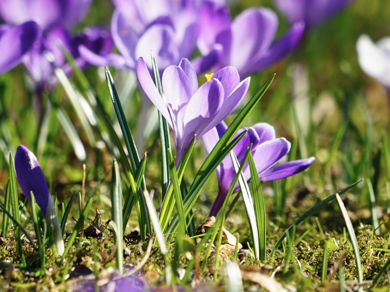 Strahlende Frühlingsboten