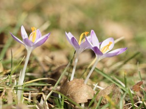 Trio der Elfenkrokusse Trio der Elfenkrokusse
