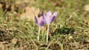 Zwei sch&ouml;ne Elfenkrokusse auf der Wiese