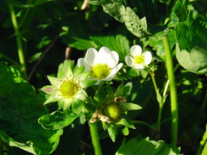 Erdbeerblütte und erste Frücht