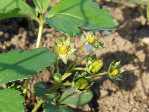 Erste Fruchtkörber von Erdbeeren