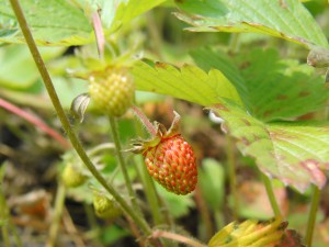 Kleine Erdbeere am reifen