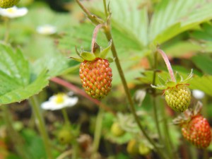 Kleine Erdbeeren noch unreif