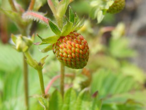 Kleine rot grüne Erdbeere