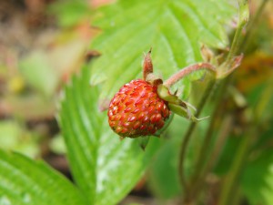 Kleine rote Erdbeere