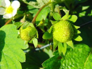 Zwei grüne Erdbeeren