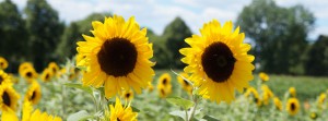 Sonnenblumen Duo FB Banner Sonnenblumen Duo FB Banner