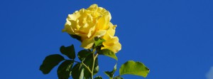 Gelbe Rose vor blauen Himmel FB Banner Gelbe Rose vor blauen Himmel FB Banner