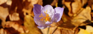 Herbstzeitlose im Laub FB Banner Herbstzeitlose im Laub FB Banner